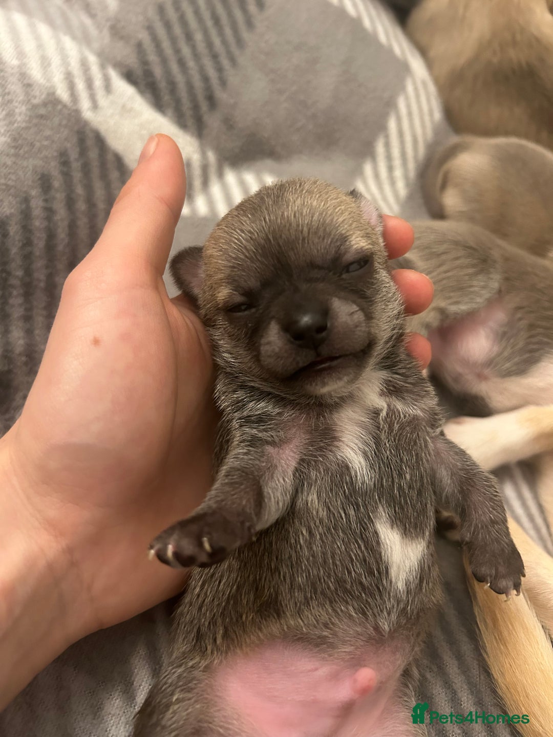 Chihuahua dogs for sale: Stunning smooth coat chihuahua puppies  - Image 3
