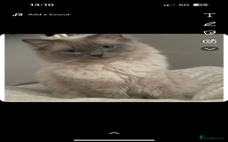 Ragdoll cats for sale: Ragdoll kittens - Image 11