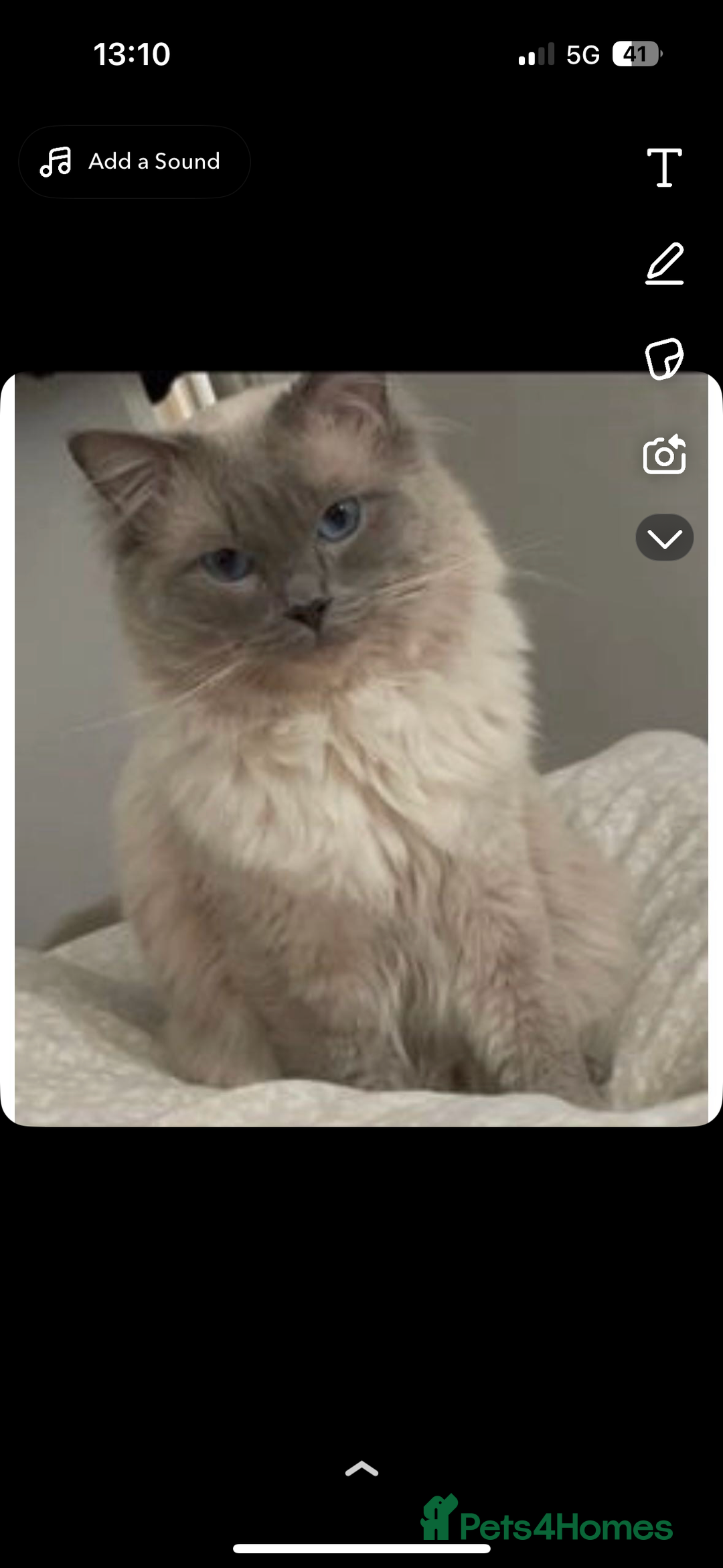 Ragdoll cats for sale: Ragdoll kittens - Image 11