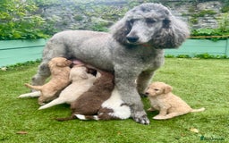 Standard Poodle dogs for sale: Stunning KC reg standard poodle  - Image 14