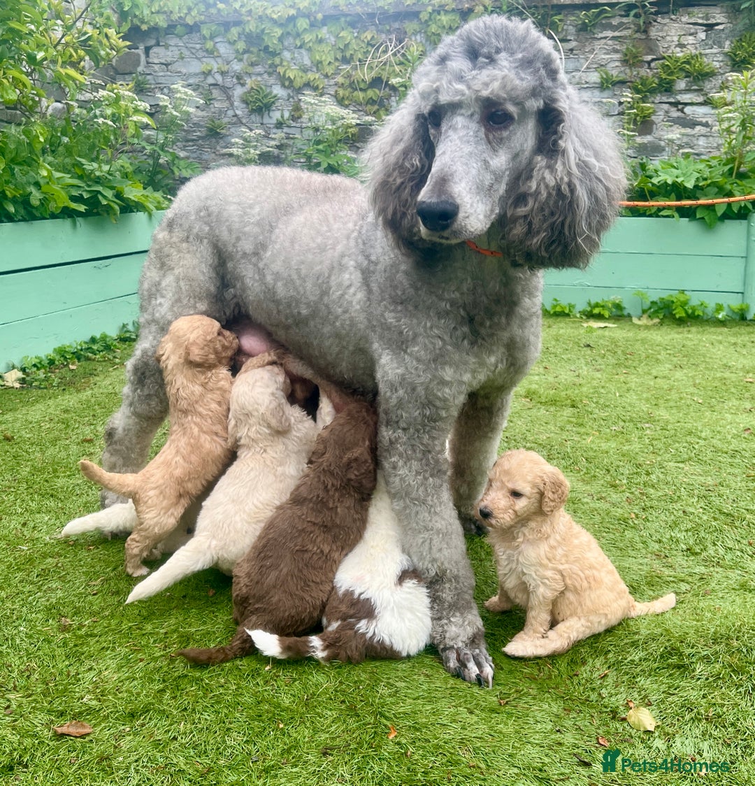 Standard Poodle dogs for sale: Stunning KC reg standard poodle  - Image 14