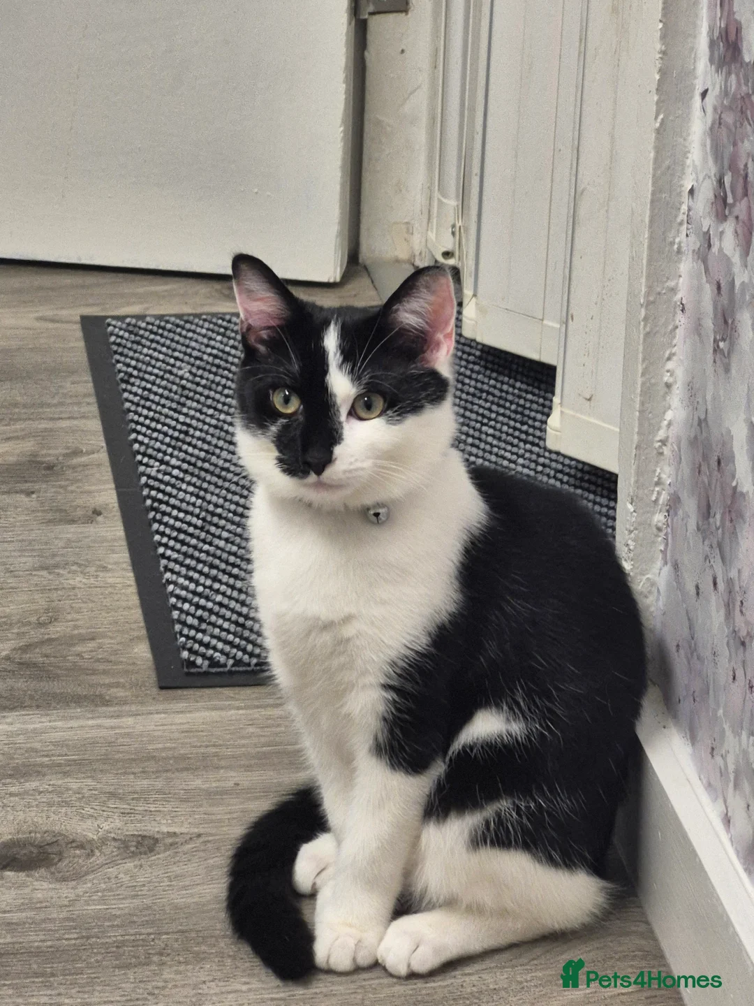 Mixed Breed cats for sale: Mickey  in Farnborough - Advert 2