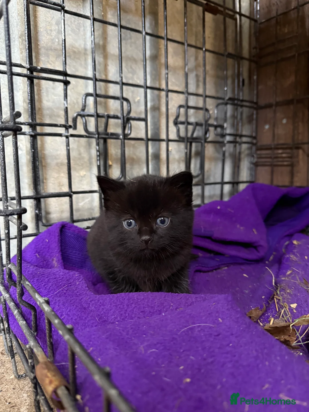 Mixed Breed cats for sale: 2 Beautiful Kittens ready to go for half term - Advert 4