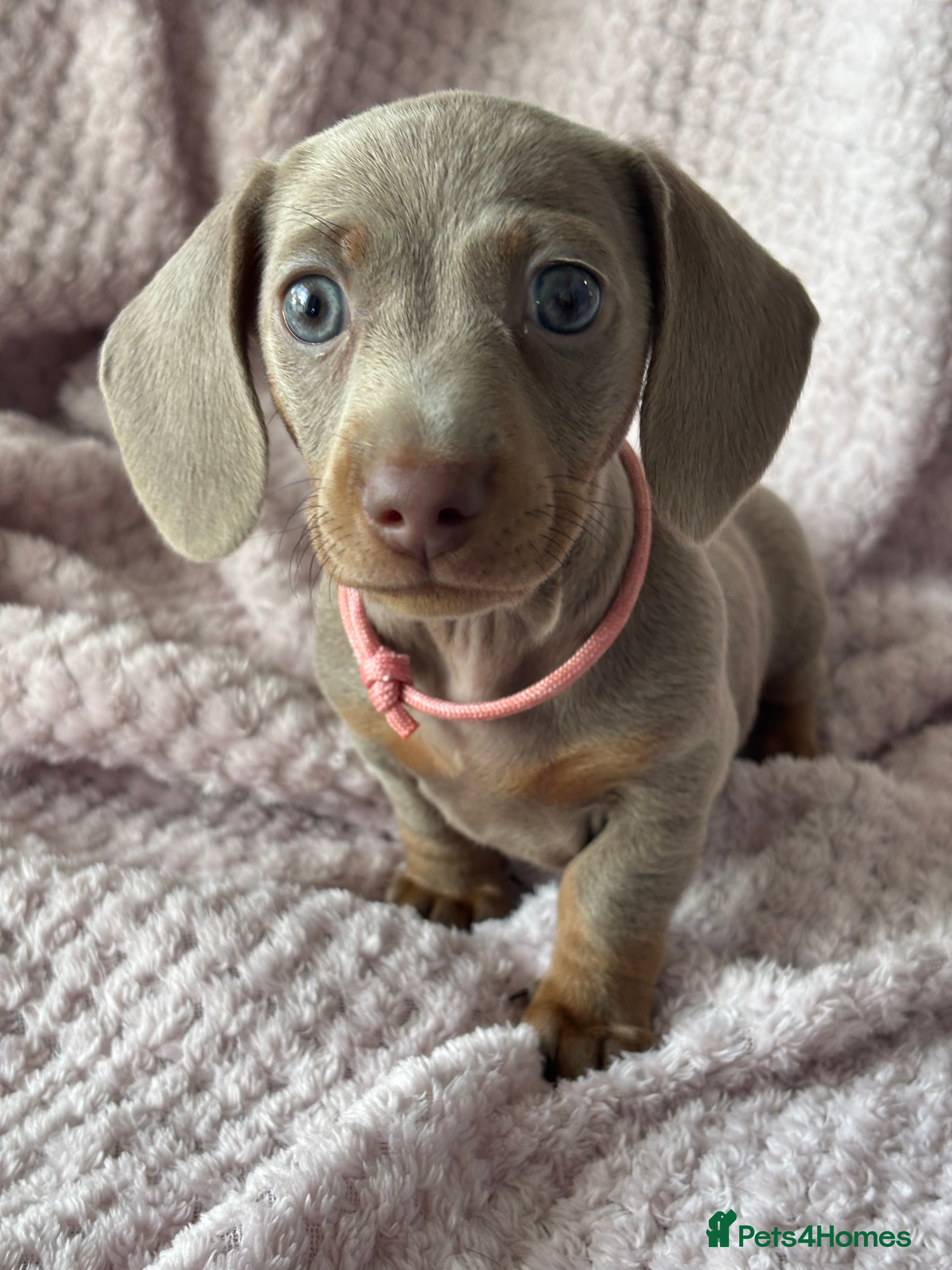 Miniature Dachshund dogs Miniature Dachshunds Smooth Haired KC Registered. - Advert 2