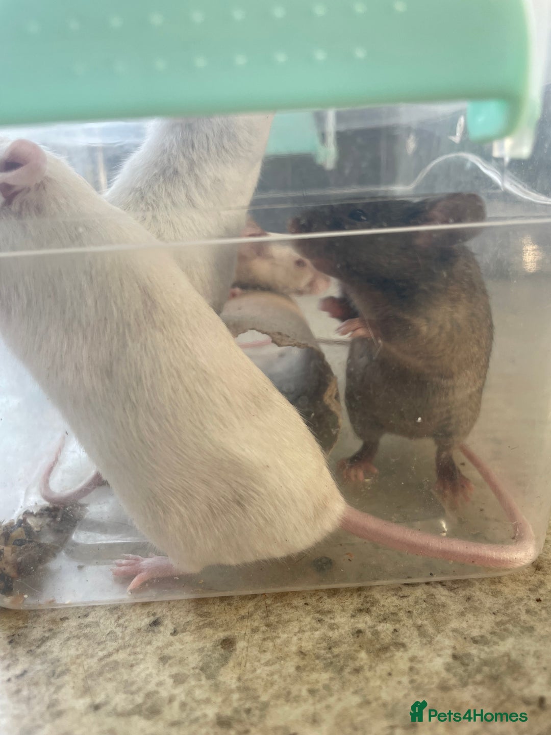 Mouse rodents for sale: Four female mice along with their cage etc. - Image 14