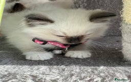 Ragdoll cats for sale: Pure ragdoll mitted blue/seal tortie kittens - Advert 6