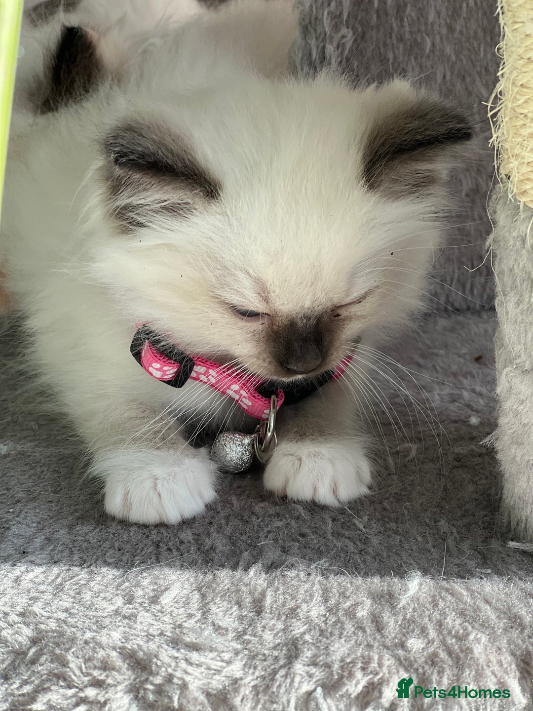 Ragdoll cats for sale: Pure ragdoll mitted blue/seal tortie kittens - Advert 6