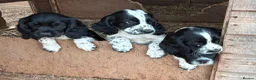 Sprocker dogs for sale: F1 Sprockers - Advert 4