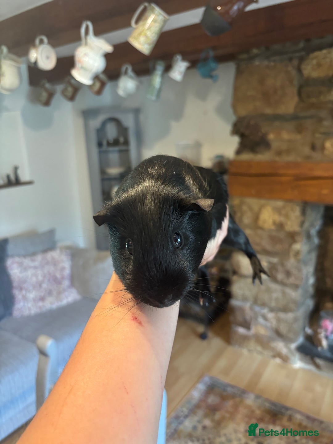 Guinea Pig rodents for sale: 2 Black Guinea Pigs Boars - Advert 3