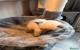Ragdoll cats for sale: Beautiful pedigree blue point seal point Ragdolls - Image 7