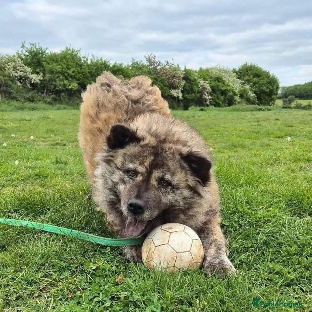 Mixed Breed dogs for adoption: Luna Chow - the people's princess 💜 in Kidderminster - Advert 1