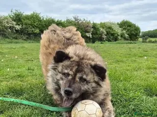 Mixed Breed dogs Luna Chow - the people's princess 💜 in Kidderminster - Advert 9