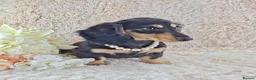 Dachshund dogs for sale: Stunning Long Coat Miniature Dachshund - Advert 4