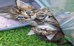 Mixed Breed cats for sale: Beautiful kittens for sale  - Image 3