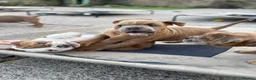 Olde English Bulldogge dogs for sale: Olde English bulldogge  - Advert 32