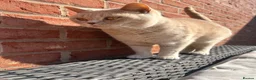British Shorthair cats for sale: PEDIGREE BSH KITTENS  - Advert 10