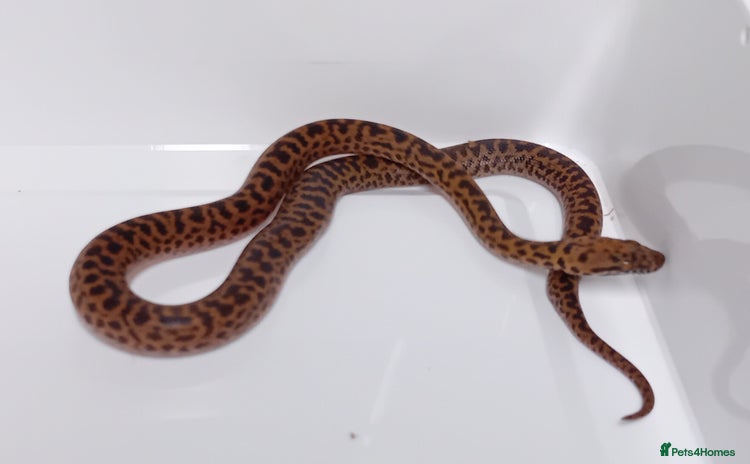 Python Snake reptiles - Advert 1