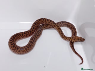 Python Snake reptiles - Advert 3