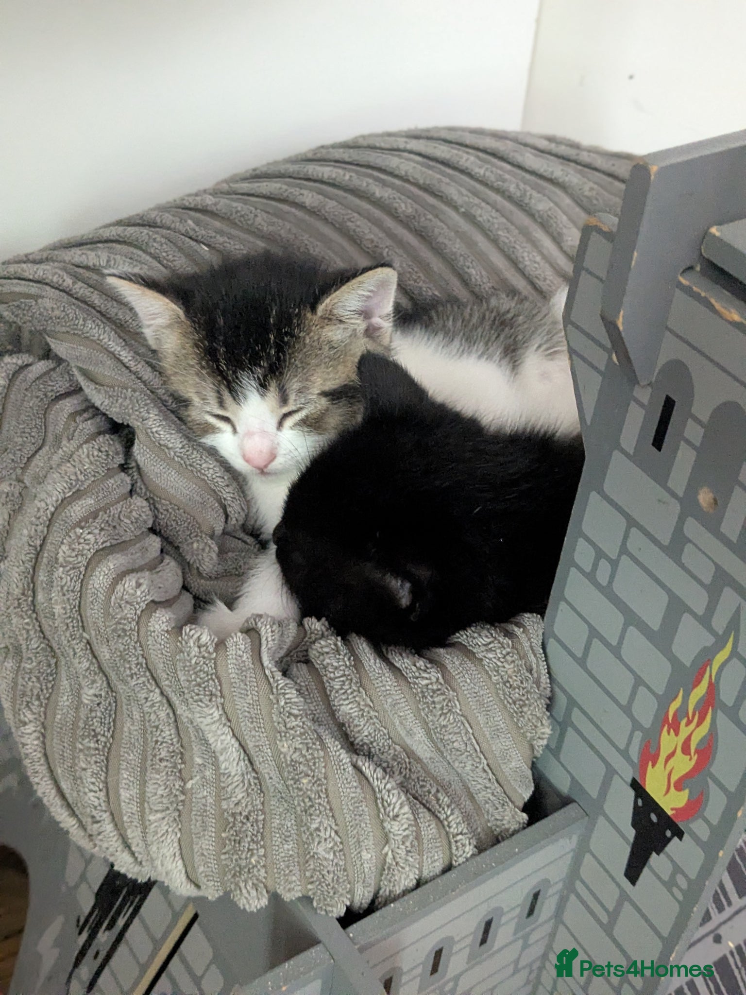 Mixed Breed cats 2 beautiful boys needing their forever home - Advert 2
