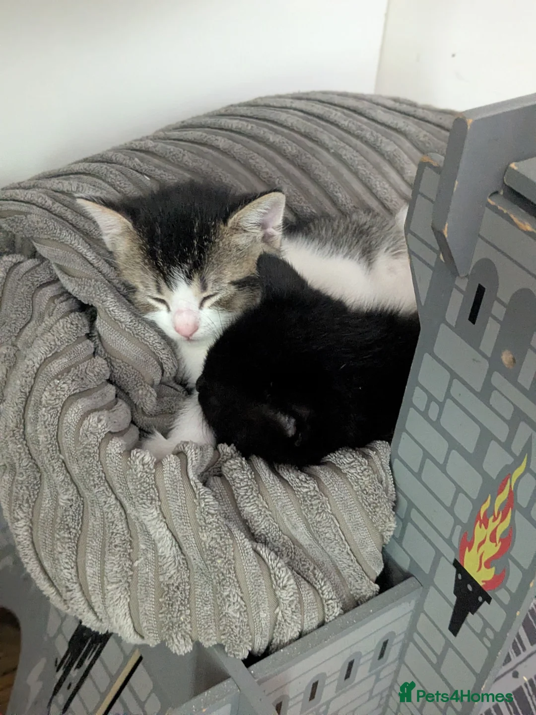 Mixed Breed cats for sale: 2 beautiful boys needing their forever home - Advert 1