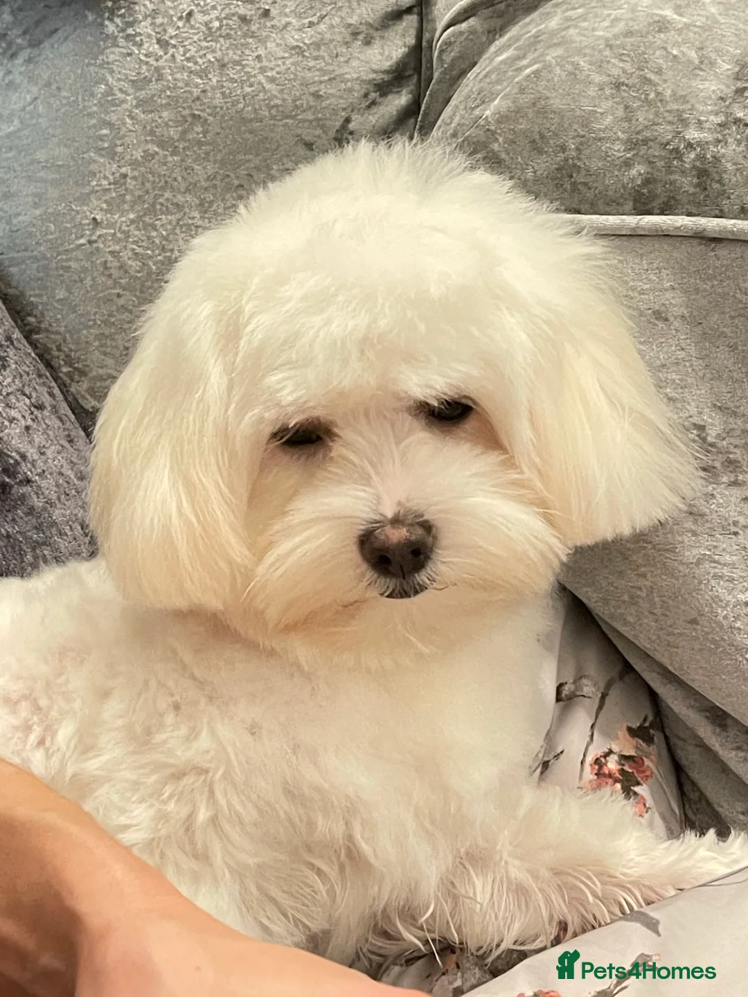 Maltese dogs for stud: Small Maltese for STUD! Pure breed! in London - Advert 16