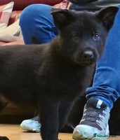 German Shepherd dogs - Advert 16