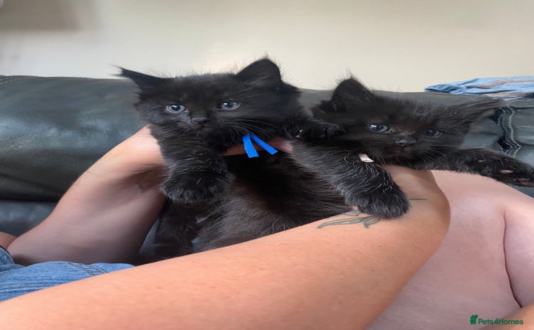 Mixed Breed cats - Advert 4