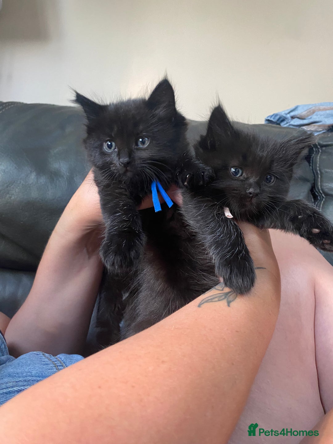 Mixed Breed cats for sale: Adorable,  fluffy black kittens - Image 1