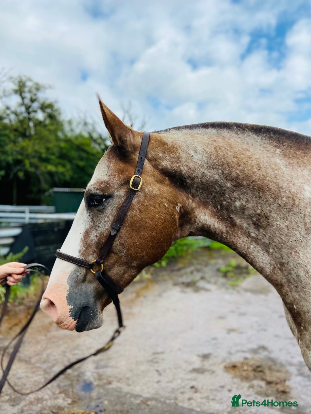 Appaloosa horses for sale: Perfect allrounder for sale - Image 2