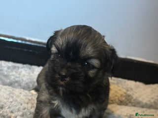 Lhasa Apso dogs - Advert 1