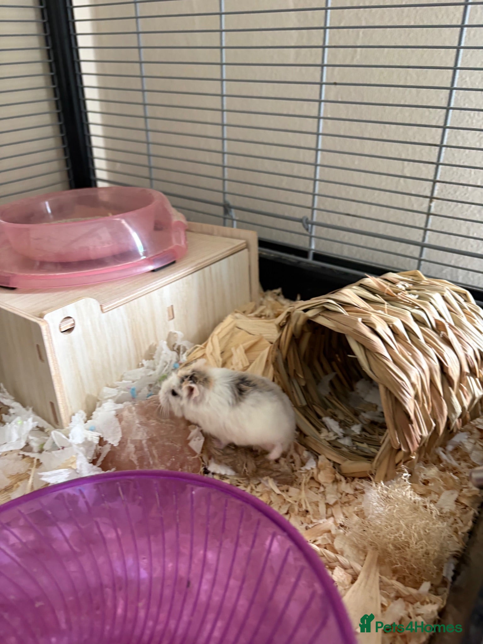 Hamster rodents 10 Month old Roborovski Dwarf Hamster  - Advert 2
