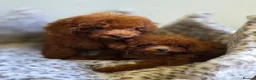 Toy Poodle dogs for sale: Asian toy poodle  - Advert 15