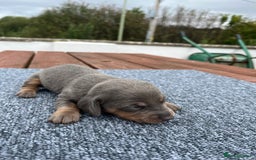 Dachshund dogs for sale: Dachshund puppies for sale  - Image 4