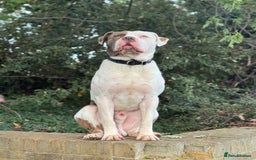 Cane Corso dogs for stud: Blue eye cane corso - Image 3