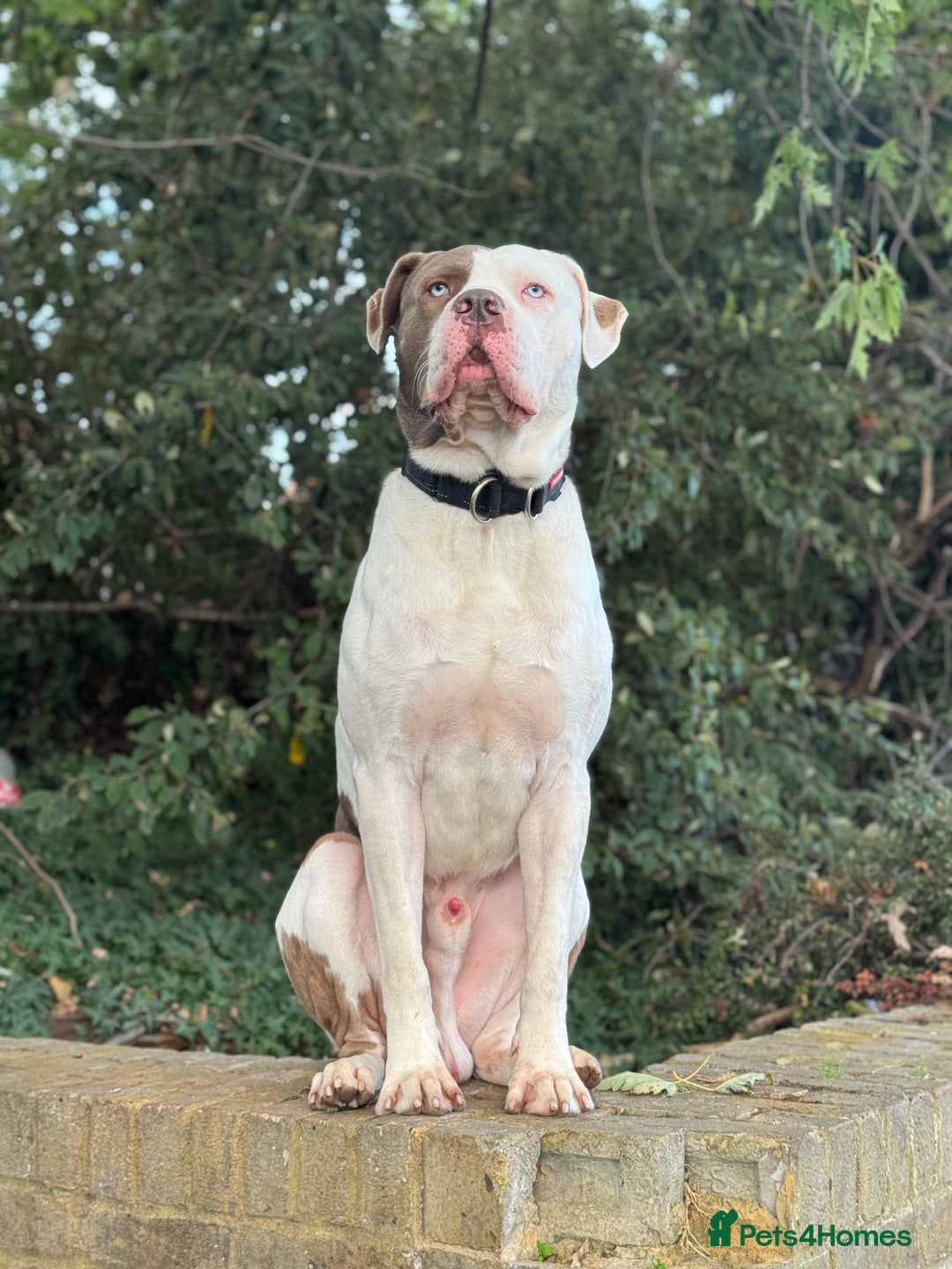 Cane Corso dogs for stud: Blue eye cane corso - Image 3