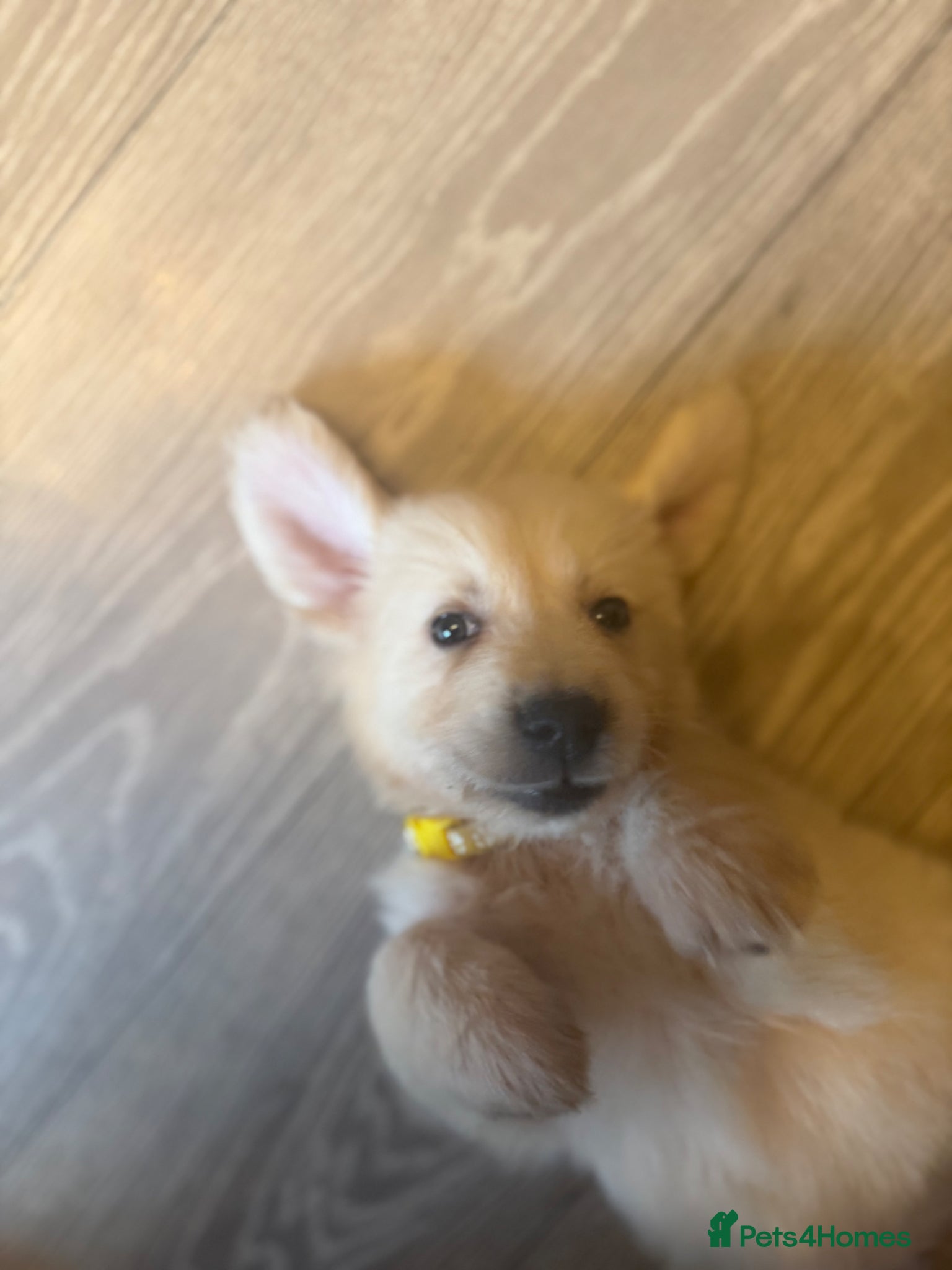 Golden Retriever dogs KC registered cream/ white fully health tested - Advert 5