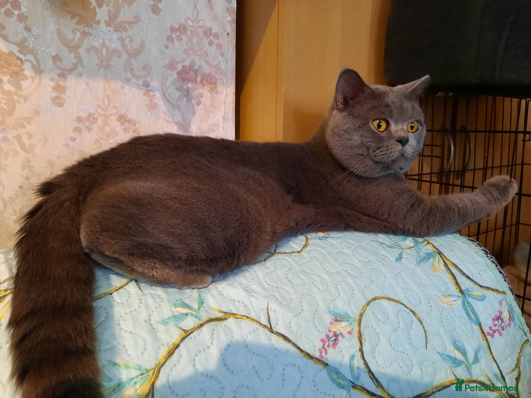 British Shorthair cats for stud: British shorthair blue boy for stud in Barking - Image 9