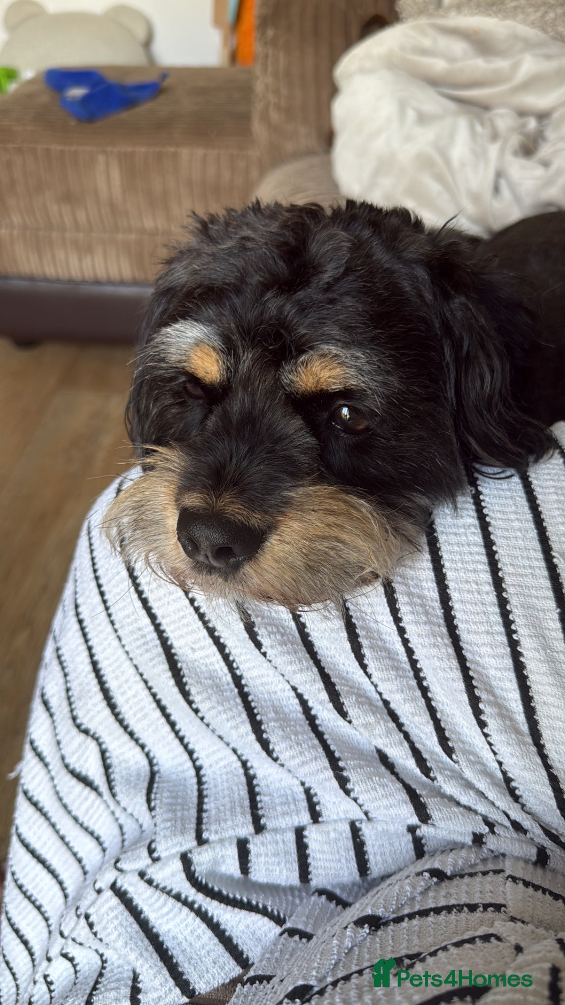 Mixed Breed dogs for sale: Dog for re homing  - Advert 6