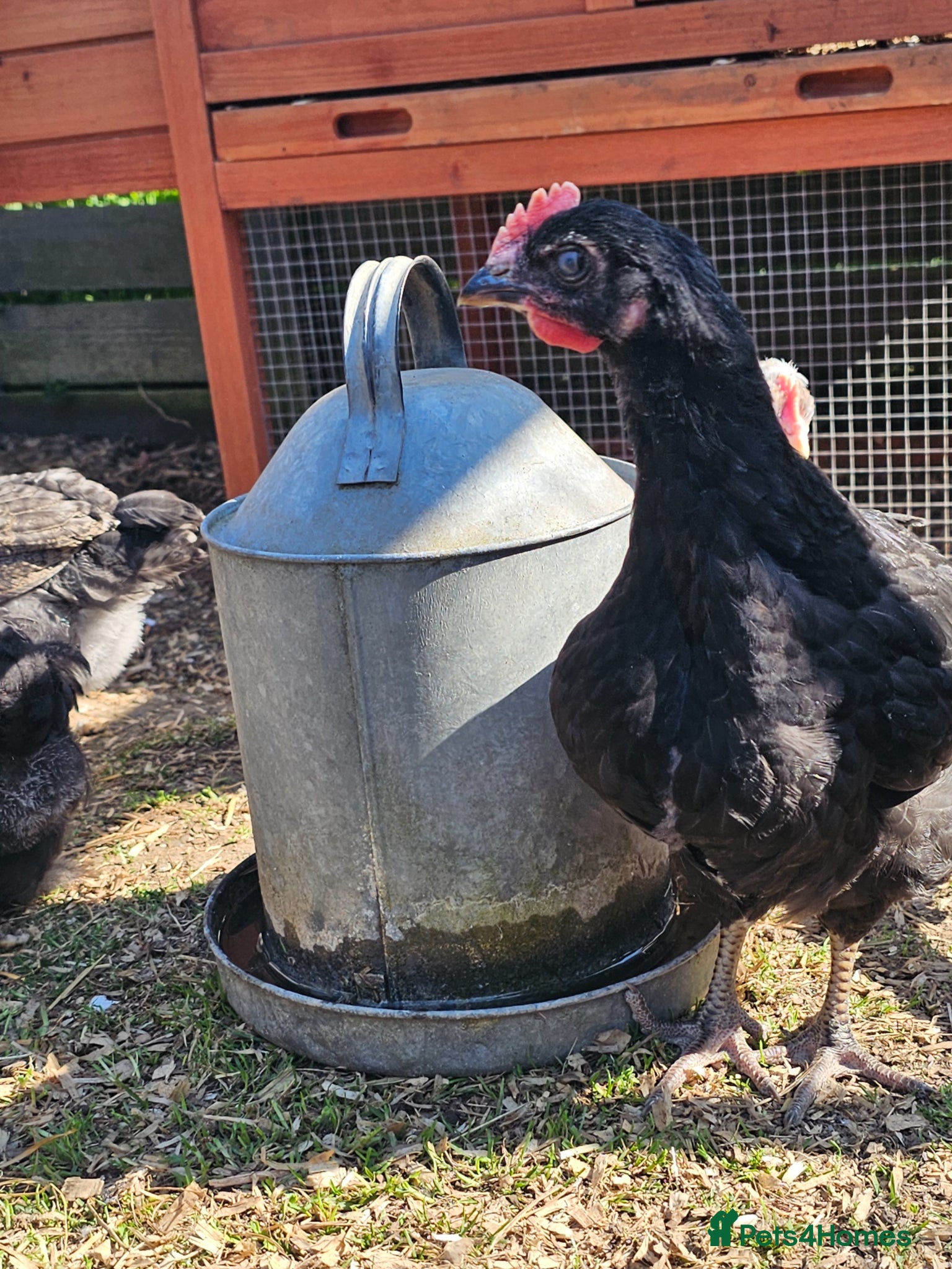 Chickens poultry for sale: 12 week old cockerels - Advert 14