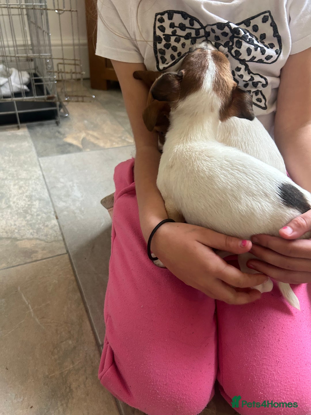 Jack Russell dogs for sale: Adorable jack Russell puppies  - Advert 18