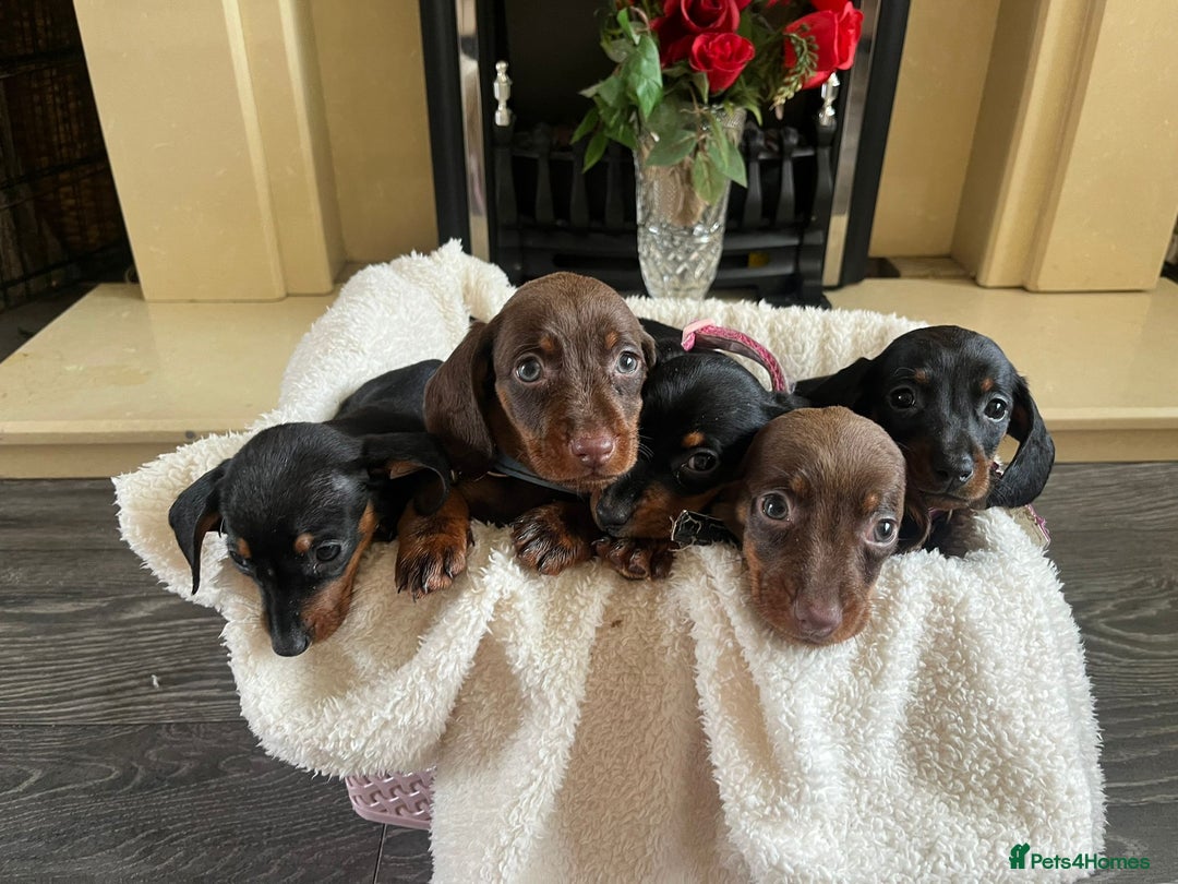 Dachshund dogs for sale: 5 puppies for sale - Image 2