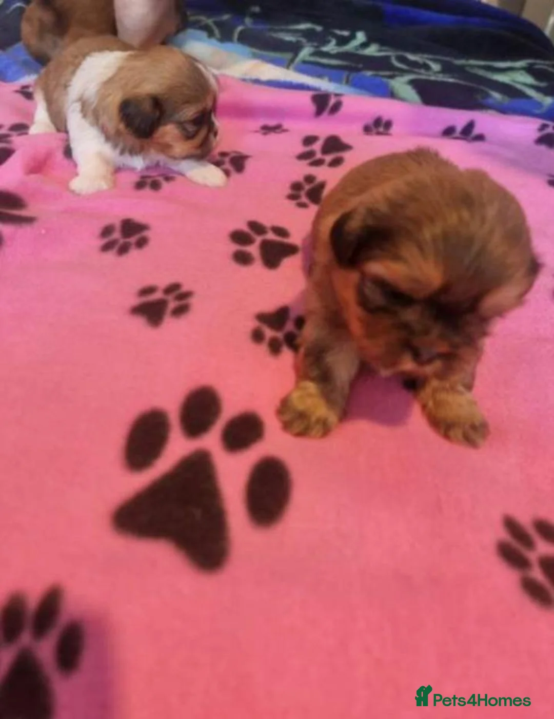 Shih Tzu dogs for sale: Adorable Shih Tzu Puppies ready for loving homes. - Advert 2