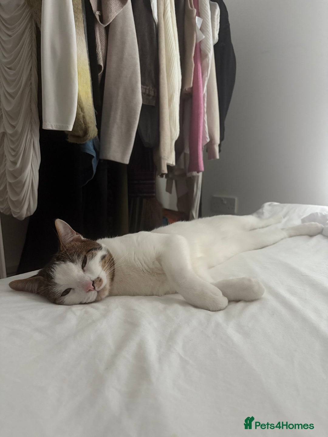 Domestic Shorthair cats for sale: Romeo domestic short hair 10 months old  - Advert 2