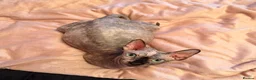 Sphynx cats for sale: 5 stunning sphynx kittens and 1 crazy one - Advert 10