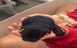 Miniature Schnauzer dogs for sale:  black Miniature schnauzer girl pup kc reg - Image 2