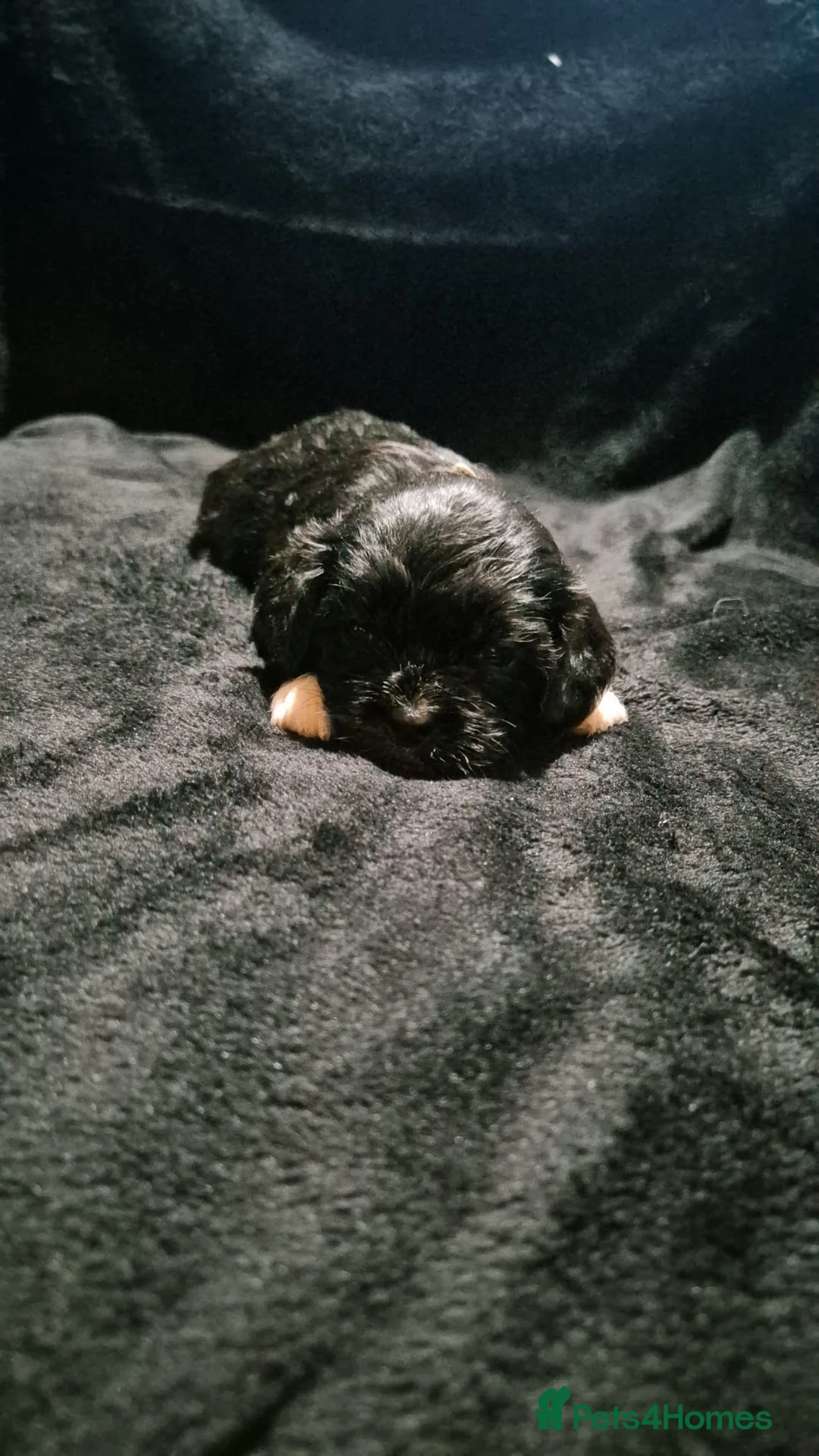 Mixed Breed dogs for sale: Cava tzu puppies - Advert 18