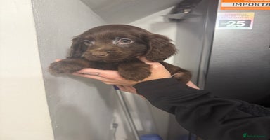 Cockapoo dogs cockapoo puppies ready now  - Advert 5