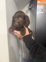 Cockapoo dogs cockapoo puppies ready now - Advert 5