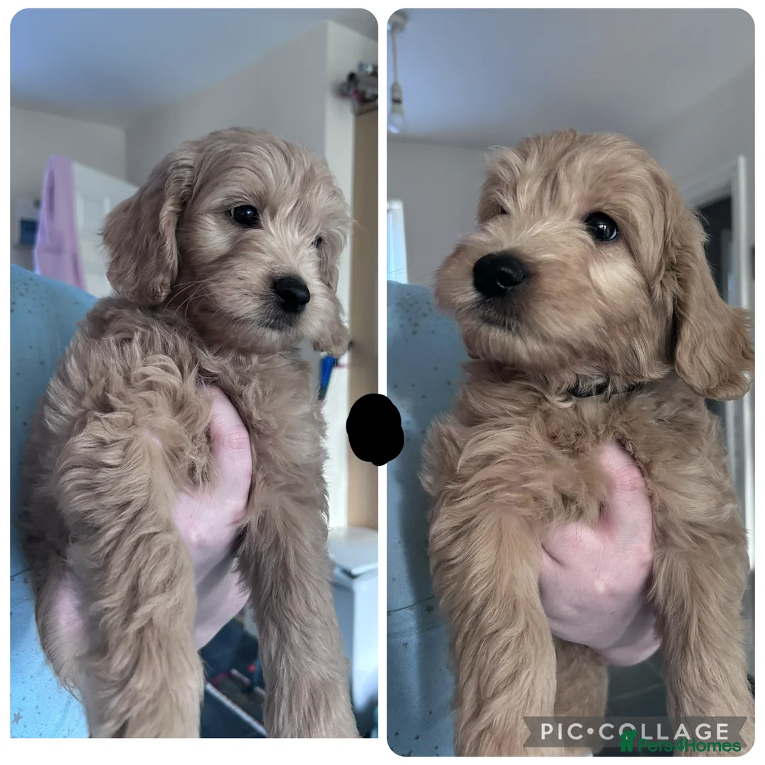 Goldendoodle dogs for sale: 2 girls left. F1 mini Goldendoodles - Advert 6