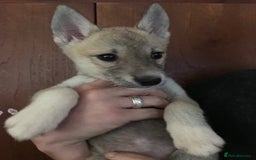 Huskita dogs for sale: Huskita puppies  - Image 1
